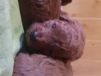 Продаются щенки пуделя, фотография 2
