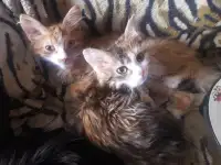 Котики, фотография 5
