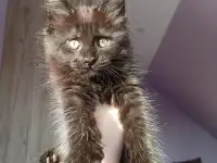 Продажа котят мейн-кунов, фотография 7