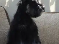 Щенки цвергшнауцера