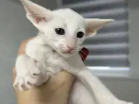 Ориентальный котенок