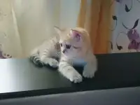 Котенок, фотография 2