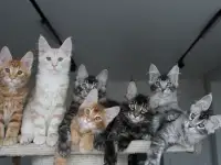 Котята породы мейн-кун., фотография 3