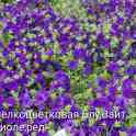 Петунья сеянцы и черенки, фотография 2