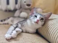 Ориентальный котёнок кошечка, фотография 4