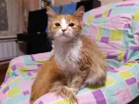 Котик Сантик, фотография 3