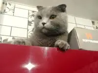 Продажа шотландских котят, фотография 3