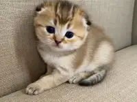 Шотландские котята, фотография 2