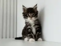 Очаровательный Котенок Мейн-Кун