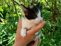 Котята, фотография 3