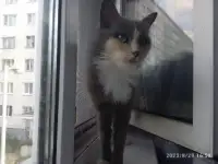 Сладкая кошечка Луна ищет дом!