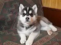 Щенок хаски, фотография 2