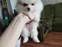 Щенки шпица