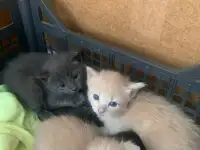 Отдам красивых котят, фотография 2