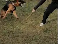 Щеночки малыши красавчики, фотография 2