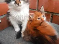 Котята Мейн куны, фотография 2