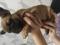 Щенки французского бульдога, фотография 2
