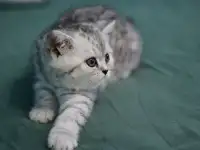 Шотландские котята, фотография 3