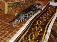 Роскошные бенгальские котята