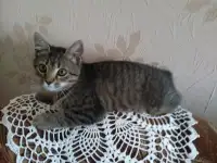 Кошечку в дар.