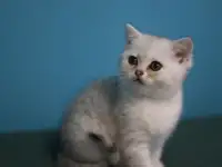 Шотландские котята, фотография 5