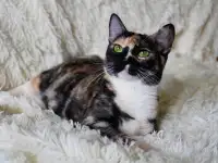 Замечательная котя Тинки в поисках своего дома!, фотография 5