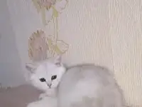 Британский котёнок