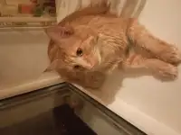 Продам кота МейнКуна, фотография 4