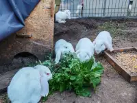 Кролики французский баран, Брест, фотография 4