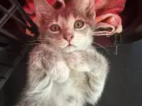 Котенок в дар, фотография 2