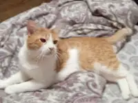 Рыжий котик Бонечка ищет дом и любящую семью!, фотография 9