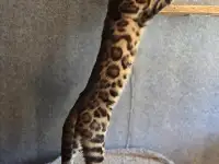 Вязка бенгальских кошек, фотография 2