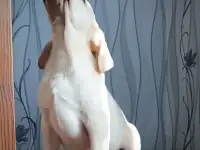 Щенки лабрадора от питомника MercuryPuppy, фотография 2