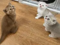 Котята шотландские, фотография 4