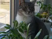 Отдам котят, фотография 9