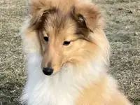 ШЕЛТИ щенок