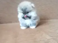 Мальчик Померанский шпиц, фотография 6