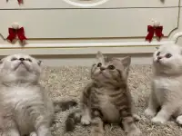 Шотландские мальчик скоттиш страйт и девочка скоттиш фолд, фотография 2