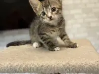 Котята-тигрята в добрые руки., фотография 4