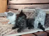 Котята, фотография 2