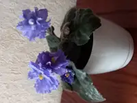 Фиалковый микс