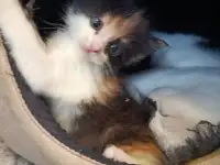 Котята в дар, фотография 2