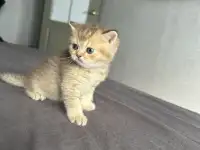 Котята шотландские окрас золотая шиншилла, фотография 3