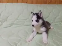 Щенки хаски, фотография 3
