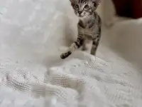Котята ориентальной породы девочки, фотография 6