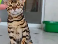 Бенгальские котята, фотография 3