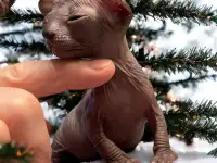 Котята Канадского сфинкса, фотография 4