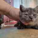 Котенок ищет дом, фотография 3