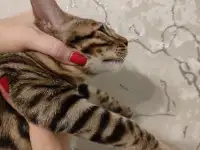 Бенгальский котенок мальчик, фотография 4