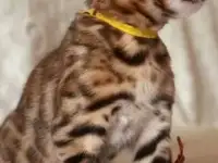 Бенгальские котята, фотография 5